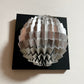 Seed (Silver)